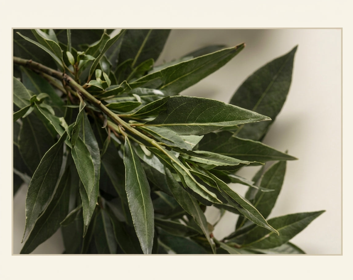 Harumi Tea Tree Pore Cleansing Oil